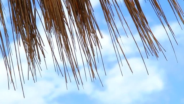 Several Rows Of Beach Umbrellas Straw