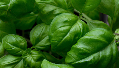 basil leaves
