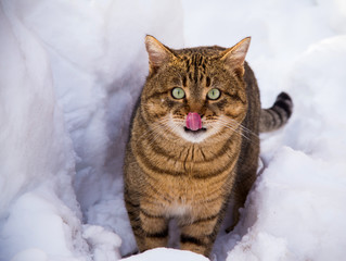 winter striped fat cat in the snow