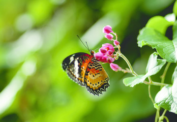 Black orange brown butterfly eating nectar from a flower.