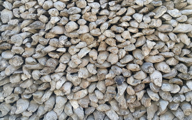 Oyster shell wall. Wall, backgrounds and textures created by the ancient oyster shell millions of years old.