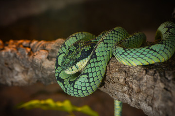 Ceylon Lanzenotter