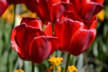 Naklejka premium Details from red tulips and leaves