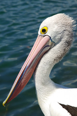 Close up of an Australian pelican, Forster, New South Wales