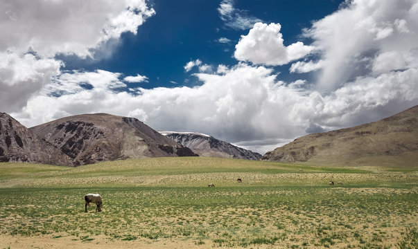 Feeding horses in Himalayan Valley