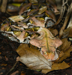 Gabunviper