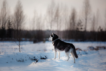 Siberian Husky on outdoors in the winter, snow