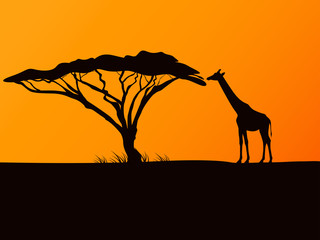 Vector black silhouette of a giraffe and acacia © zhenyakot