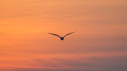 Seagulls flying in the morning with the beautiful sky