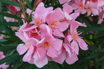 Oleander pink flower riviera mediterranean