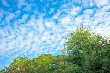 blue sky and fluffy clouds and leaves trees on nature background texture
