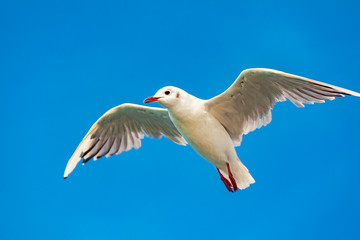 view of a seagull on the sea