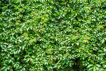 Leaves of wild grapes on a wall