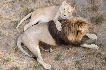 Obraz na płótnie Canvas Lion and lioness