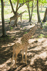 Obraz premium Giraffe South Africa