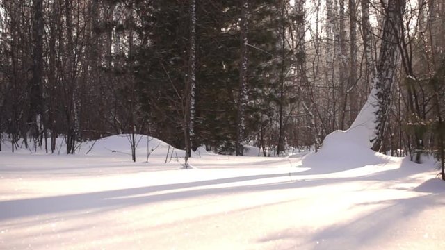 winter forest and the sun's rays filtering through the trees
