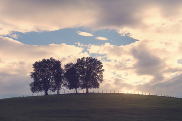trees on a hill with vintage effect