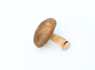 Shiitake mushroom on white background