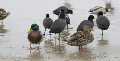Family of wild ducks