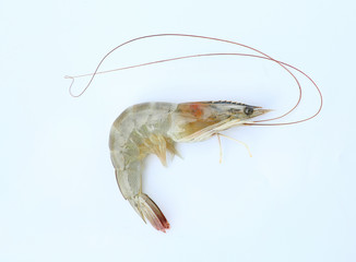 Close-up raw shrimp
