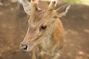 Young roe deer buck / capreolus capreolus / standing on the meadow and watching, blurred background, wildlife.