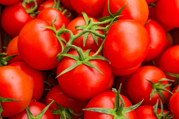 red tomatoes background. Group of tomatoes