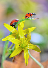 red ladybug on yellow flowers