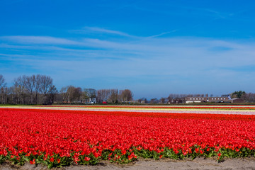 tulip field in the Netherlands. Landscape with tulips