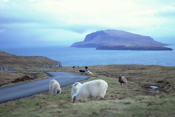 Obraz premium The nature of the Faore Islands in the north Atlantic 