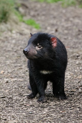 Close up of an Tasmanian devil, Cradle Mountain NP, Tasmania