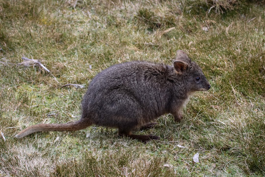 Red bellied wallaby, a small kangaroo, Cradle Mountain NP, Tasmania