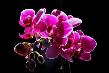 Fototapeta na wymiar Orchideenpracht