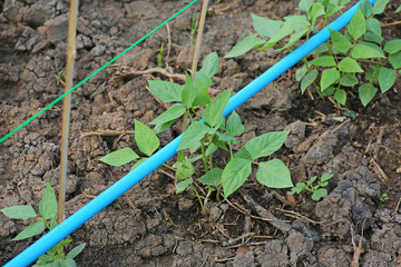 Water irrigation system on young cowpea plantation.