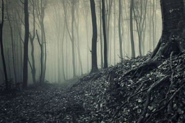 mysterious dark forest with trees in fog, misty Halloween background