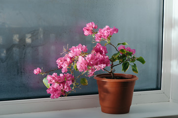 Pink bougainvillea growing in a pot on the windowsill. Misted glass. Vintage fence can be seen outside the window.