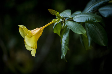 Naklejka na ściany i meble Single Yellow Flower