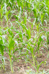 corn farm in asia