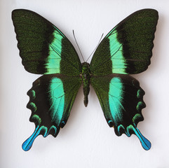 Volcanic black swallowtail butterfly with greenish stripe.