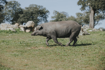 Iberian pig running over a Spanish green meadow.