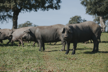 Iberian pigs herd in a spanish meadow.