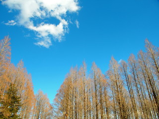 冬のメタセコイア林