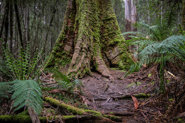 Obraz premium Roots of a Swamp gum tree with ferns, Mount Field National Park, Tasmania, Australia