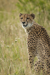Cheetah (Acinonyx jubatus). KwaZulu Natal. South Africa
