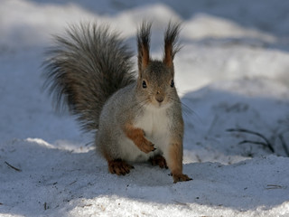 Naklejka na ściany i meble Squirrel sitting on the snow. Eurasian red squirrel (Sciurus vulgaris).