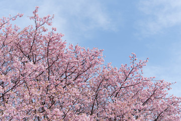 桜 河津桜 青空