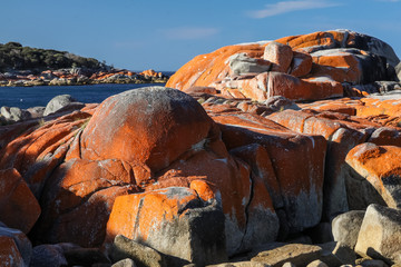 Lichen covered rocks, Bay of Fires, Tasmania, Australia
