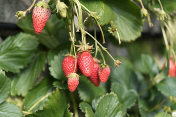 イチゴ 栽培 ハウス栽培