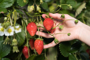 イチゴ 収穫 栽培 イチゴ狩り