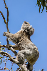 Koala looking up to the green leaves of an eucalyptus tree, Great Otway National Park, Victoria, Australia