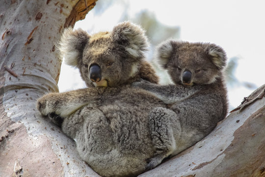 Koala mother with baby joey on its back sitting in a eucalyptus tree, facing, Great Otway National Park, Victoria, Australia 